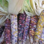 Corn Garden Seeds – Glass Gem Popcorn – 25 Lb Bulk – Organic Pop Corn