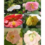 Abutilon Flower – 100 Garden Seeds – Bella Mix – Annual Gardening