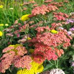 Achillea Flower – 1000 Garden Seeds – Summer Pastels Mix – Perennial