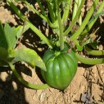 Table King Bush Acorn Winter Squash Garden Seeds – 1 Lbs – Heirloom