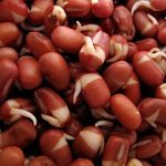 Adzuki Bean Sprouting Seeds -5 Lb- Organic, Heirloom Chi & Dou Beans