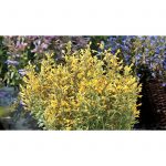Agastache Perennial Flower- 500 Seeds- Arizona Sun – Drought Tolerant