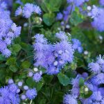 Ageratum – Blue Danube Flower – 1000 Seeds – Annual Garden Seed Packet