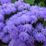 Ageratum – Blue Hawaii 5.0 Flower- 1000 Seeds- Annual Garden – Packet