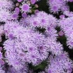 Ageratum – Blue Horizon Flower – 1000 Seeds- Annual Garden Seed Packet