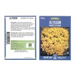 Alyssum Basket of Gold – 500 Seeds – Perennial Flower Garden – Yellow