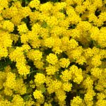 Alyssum Basket of Gold Seeds -1/4 Oz- Perennial Flower Garden- Yellow