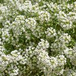 Alyssum Carpet of Snow Flower Seeds -4 Oz- Annual Garden – White Bloom