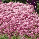 Alyssum Easter Bonnet Seeds -Deep Pink- 1000 Multi seed Pellet- Annual
