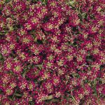 Alyssum Easter Bonnet – 5000 Flower Seeds – Deep Rose – Annual Garden