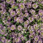 Alyssum Easter Bonnet -5000 Flower Seeds – Lavender – Annual Garden
