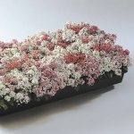 Alyssum Easter Bonnet Flower – Pastel Mix – 5000 Seeds – Annual Garden