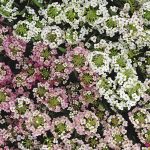 Alyssum Easter Bonnet Flower – 5000 Seeds – Easter Basket Mix – Annual