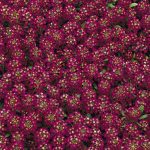 Alyssum Easter Bonnet Flower -5000 Seeds – Violet- For Annual Garden
