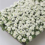Alyssum Easter Bonnet Flower -5000 Seeds – White- For Annual Garden