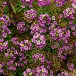 Alyssum Rosie O’Day Flower Garden Seeds – Packet: 5000 Seeds – Annual