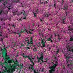 Alyssum Royal Carpet Flower Garden Seeds -1/4 Oz: 20.000 Seeds- Annual