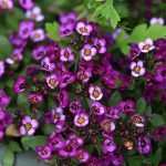 Alyssum Wonderland Series Flower: Purple – 1000 Seed Pellets – Annual