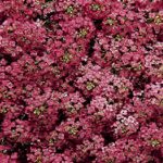 Alyssum Wonderland Series Flower: Deep Rose -5000 Seeds- Annual Garden