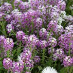 Alyssum Wonderland Series Flower: Lavender -5000 Seeds – Annual Garden
