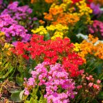 Alyssum Wonderland Series: Color Mix -5000 Seeds- Annual Flower Garden