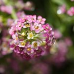 Alyssum Wonderland Series Flower: Pink -5000 Seeds- Lobularia maritima