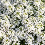 Alyssum Wonderland Series White Flower: 1000 Multi Seed Pellet -Annual