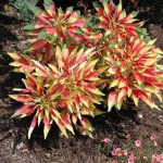 Amaranthus Seeds – Splendens Perfecta – Tricolor – 1000 Seeds – Annual