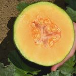Cantaloupe Melon Garden Seeds – Ambrosia Hybrid- 100 Seeds- Non-GMO