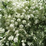 Anise Seed- 4 Oz – Non-GMO, Heirloom- Herb Gardening, Microgreens