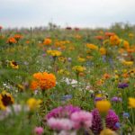 Annual Cut Flower Seed Mix -4 Oz- Zinnia, Poppies, Cosmos, Wildflowers