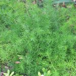 Asparagus Fern Seeds – A. sprengeri – 1000 Seeds – Green – Patio Plant