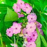 Arabis Compinkie Flower Seeds – 500 Seeds – Pink Rose Perennial Garden