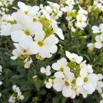 Arabis Snow Cap Flower Seeds -1000 Seeds- White Bloom Perennial Garden