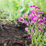 Arabis Spring Charm Flower -1000 Seeds- Violet Blooms Perennial Garden