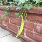 Armenian Yard-Long Cucumber Garden Seeds – 1 Lb – Non-GMO, Heirloom