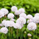 Armeria – Maritima Series -Alba White – 1000 Seeds – Perennial Flower