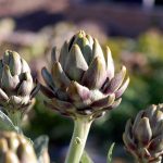 Artichoke Garden Seeds – Green Globe Variety – 1 Lb- Bulk – Heirloom