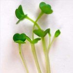 Arugula Microgreens Seeds – 4 Oz Seed Bag – Grow Micro Greens