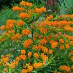 Asclepias -Butterfly Weed Orange Flower -500 Seeds- Perennial Garden