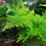 Asparagus Fern – A. plumosa nanus – Packet: 100 seeds – Bright Green