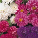 Aster – Pot N Patio Flower Seed Mix -1000 Seeds – Annual Flowers Blend