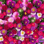 Aster -Powderpuff Flower Seed Mixture – 1 Oz- Annual Flowers Garden