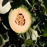 Cantaloupe Melon Garden Seeds – Athena Hybrid – 1000 Seeds – Fruit