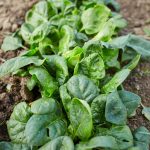 Avon Hybrid Spinach Garden Seeds – 1 Lb Bulk -Non-GMO Vegetable Garden