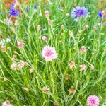 Bachelors Buttons Flower Seeds -Mixed Color -4 Oz- Annual Garden Blend