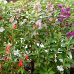 Balsam Flower Garden Seed Mix- 1 Oz- Pink, Rose & White- Annual Blooms