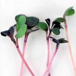 Microgreens Seeds – Basic Salad Mix- 1 Lb Seed – Grow Micro Greens