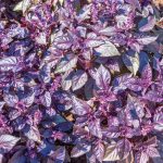 Dark Opal Basil Herb Seeds – 1 Oz -Heirloom, Non-GMO Purple Basil Herb