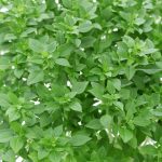 Basil Seeds – Dwarf Greek -1 Oz- Non-GMO, Heirloom – Herb Garden Seeds